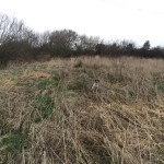 Tessleymoor Gundog training springer spaniel