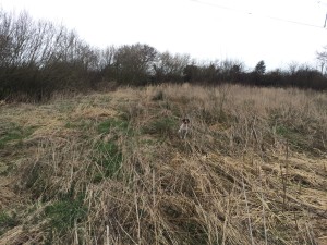 Tessleymoor Gundog training springer spaniel