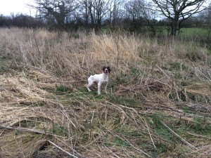 Tessleymoor Gundog training springer spaniel