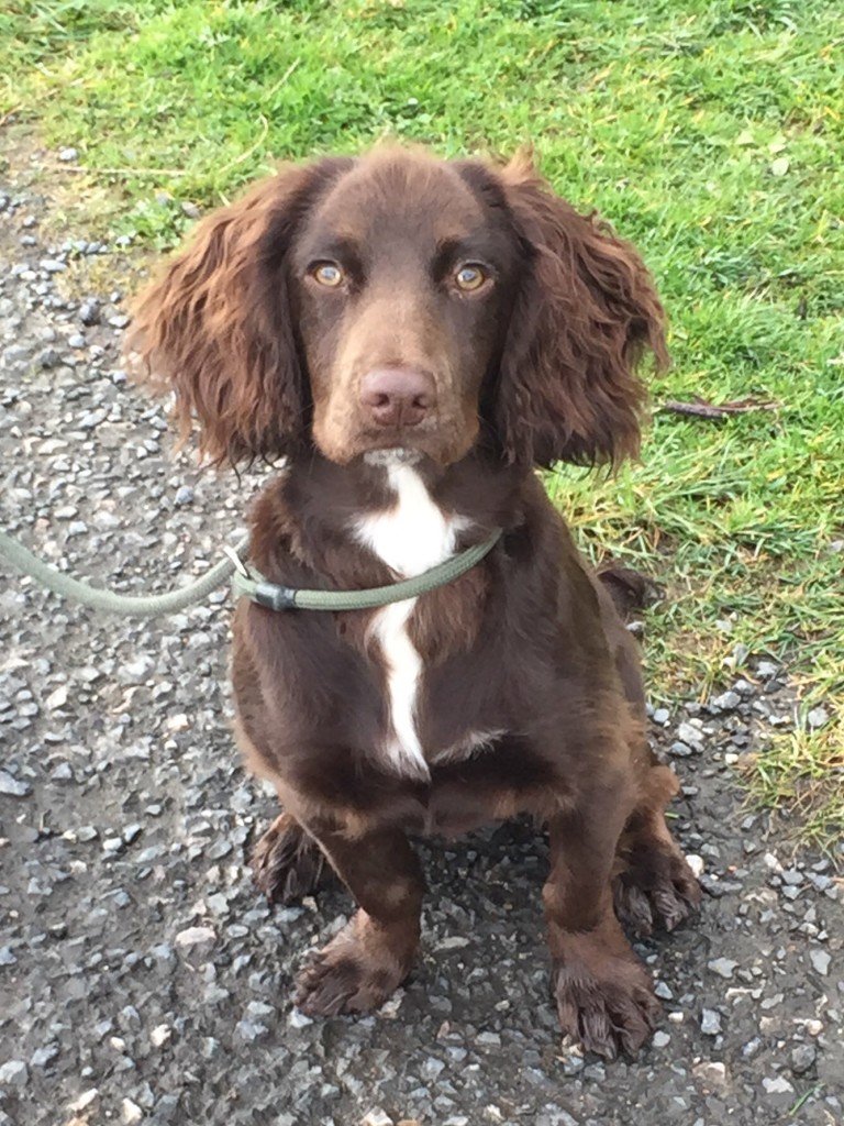 gundog cocker spaniel 