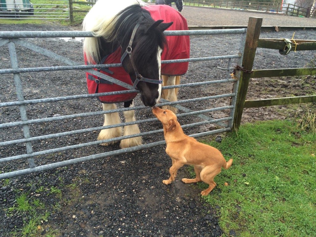 labrador gundog training tessleymoor gundogs