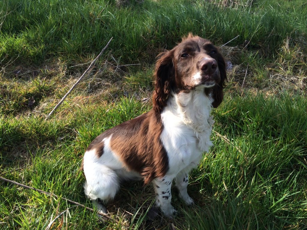 residential gundog training springer spaniel 