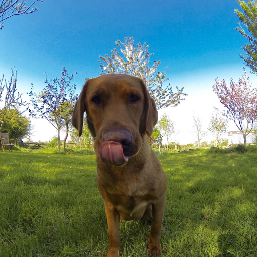 gundog training purdy the labrador
