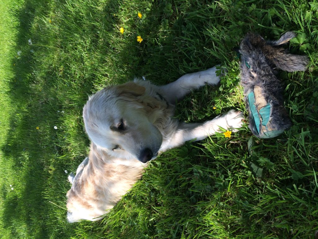 Residential Gundog training golden retriever 