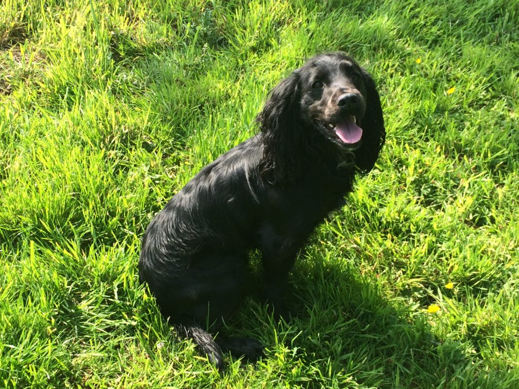 Residential Gundog training cocker spaniel