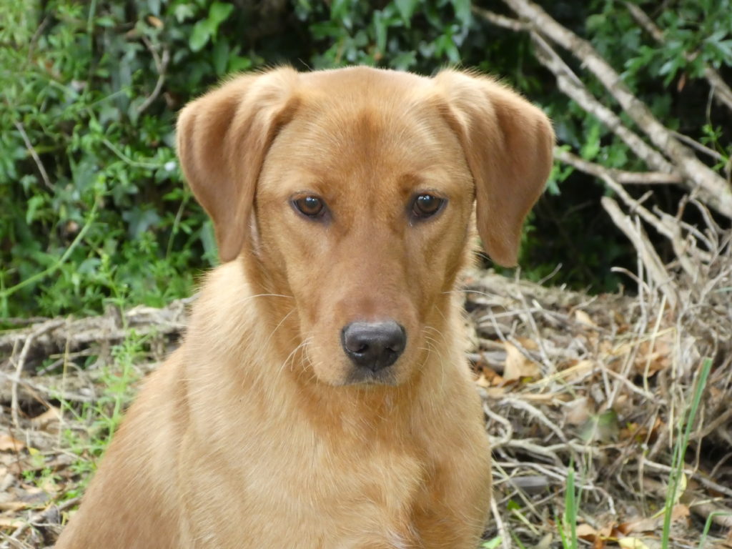 labrador gundog training tesslyemoor