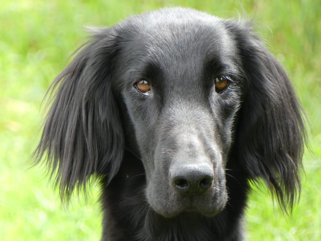 gundog training with tessleymoor flatcoat retriever