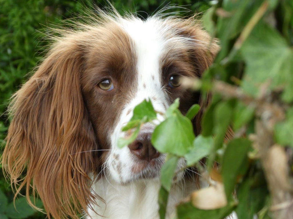 springer spaniel tessleymoor gundogs