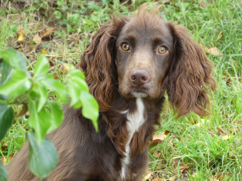 gundog training a cocker spaniel with tessleymoor gundogs