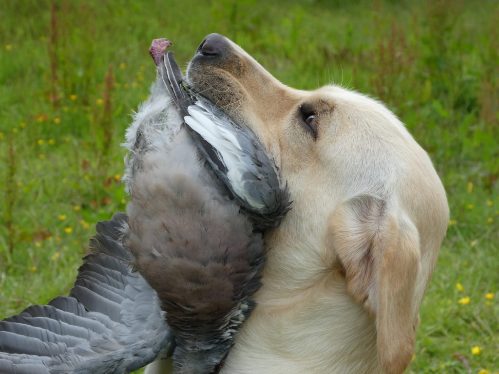 gundog training game retrieve labrador