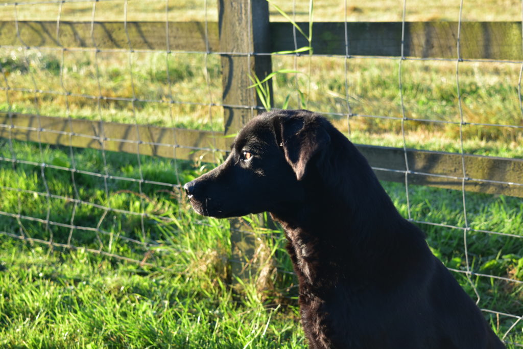 Gundog training a Labrador retriever 