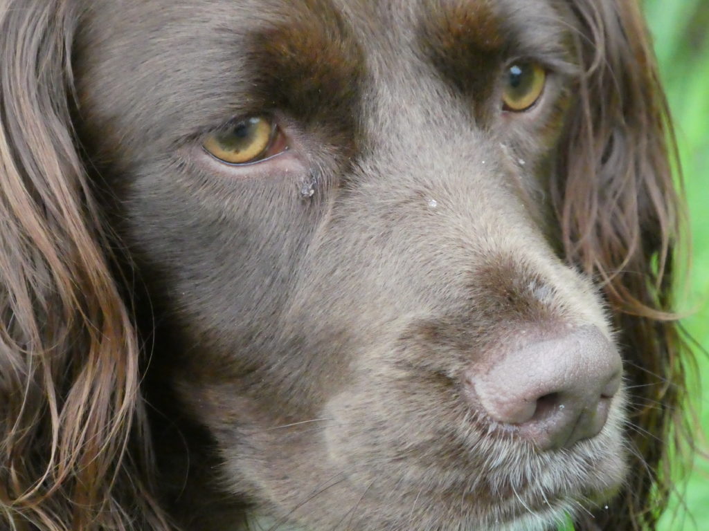 Gundog training Lilly the cocker spaniel