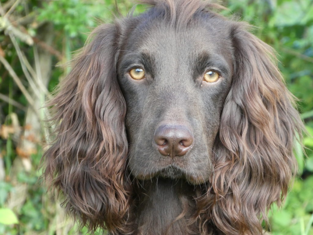 Cocker spaniel residential Gundog training 