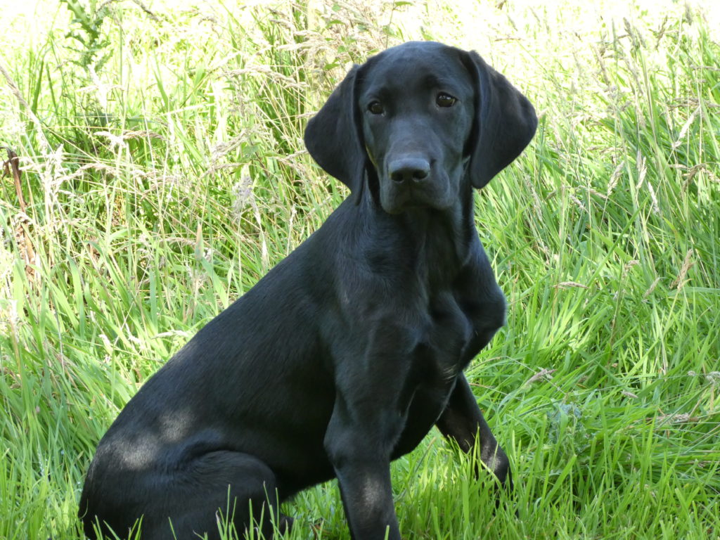 Residential puppy Gundog training tessleymoor 