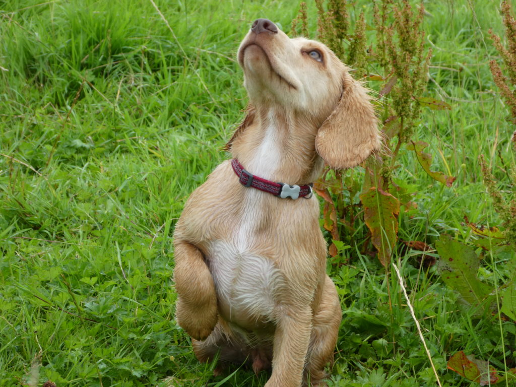 Puppy Gunodg training a puppy cocker spaniel 