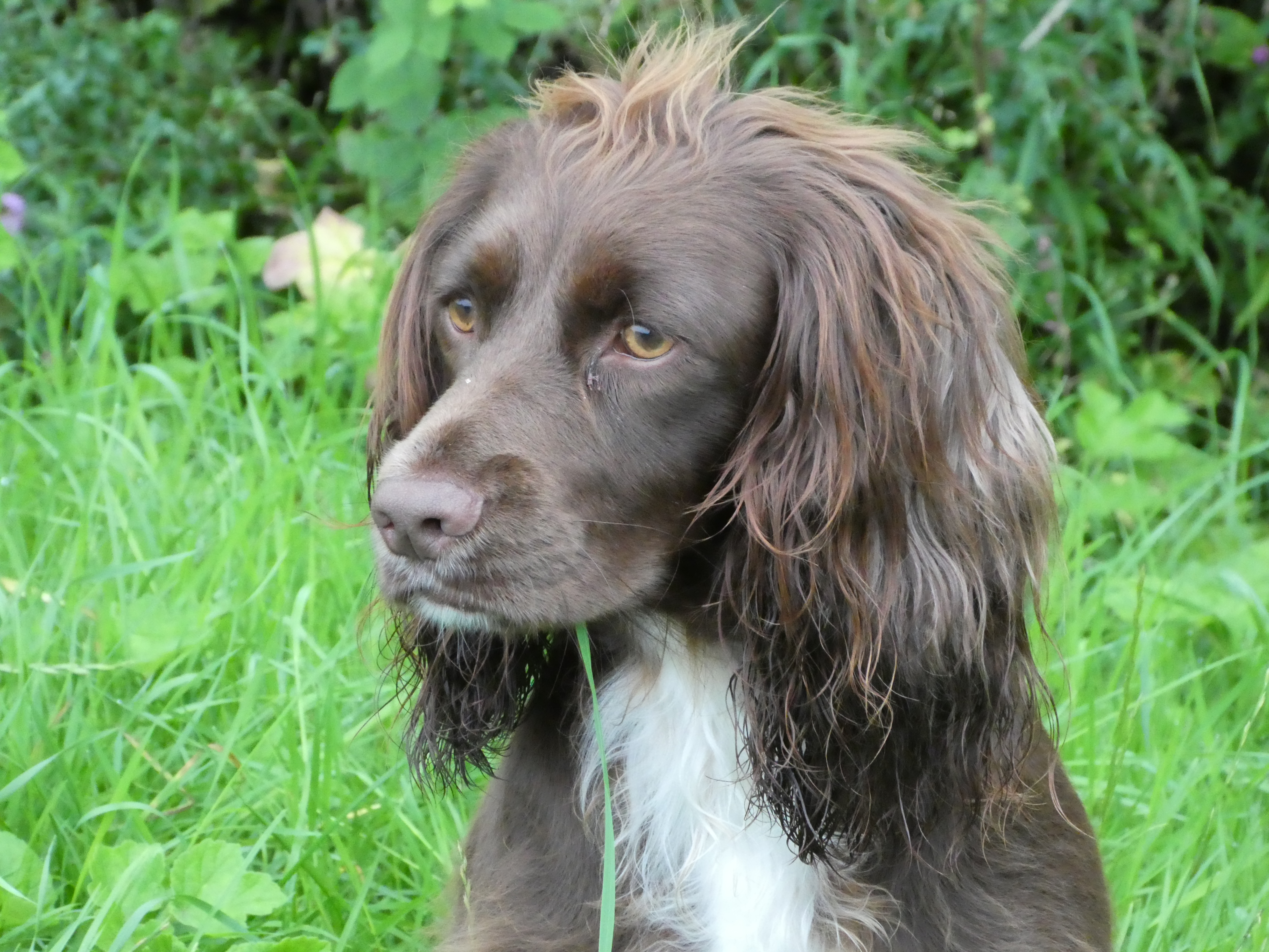 Residential Gundog Training with Lilly the Cocker Spaniel