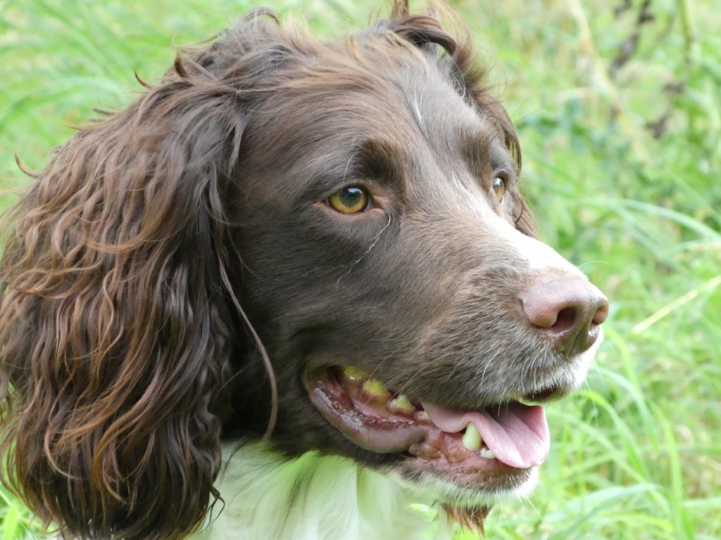 residential gundog training springer spaniel