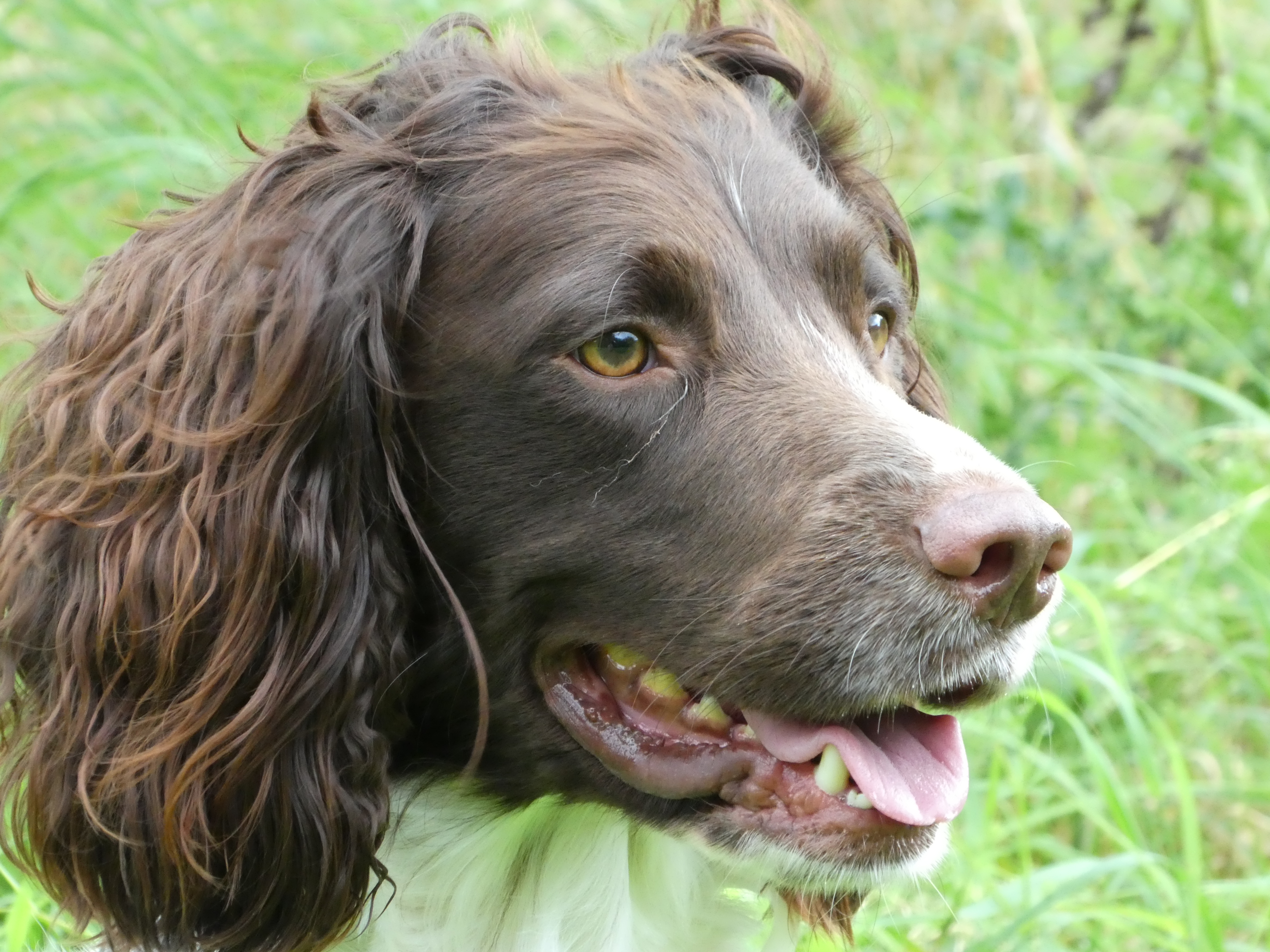 Residential Gundog Training with a Springer Spaniel