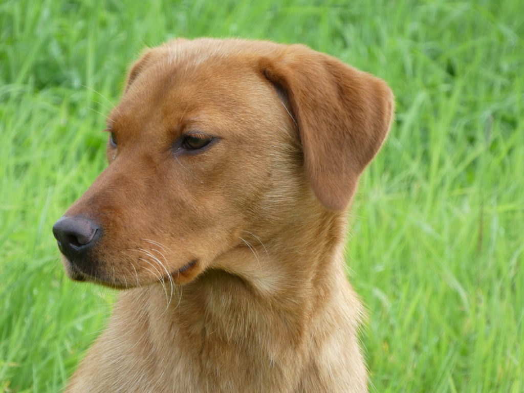 fox red labrador gundog training