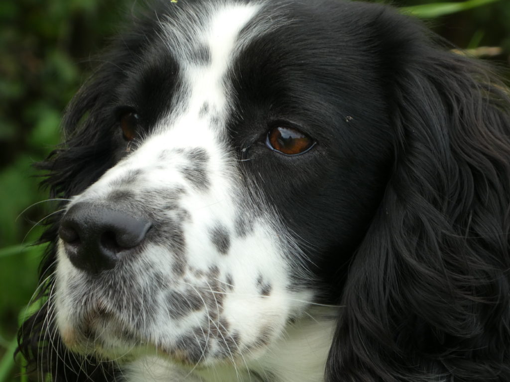 cocker spaniel residential gundog training