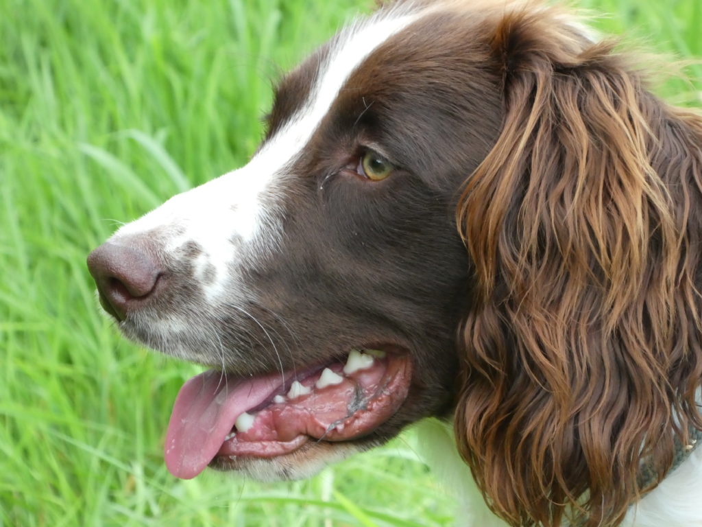springer spaniel residential gundog training