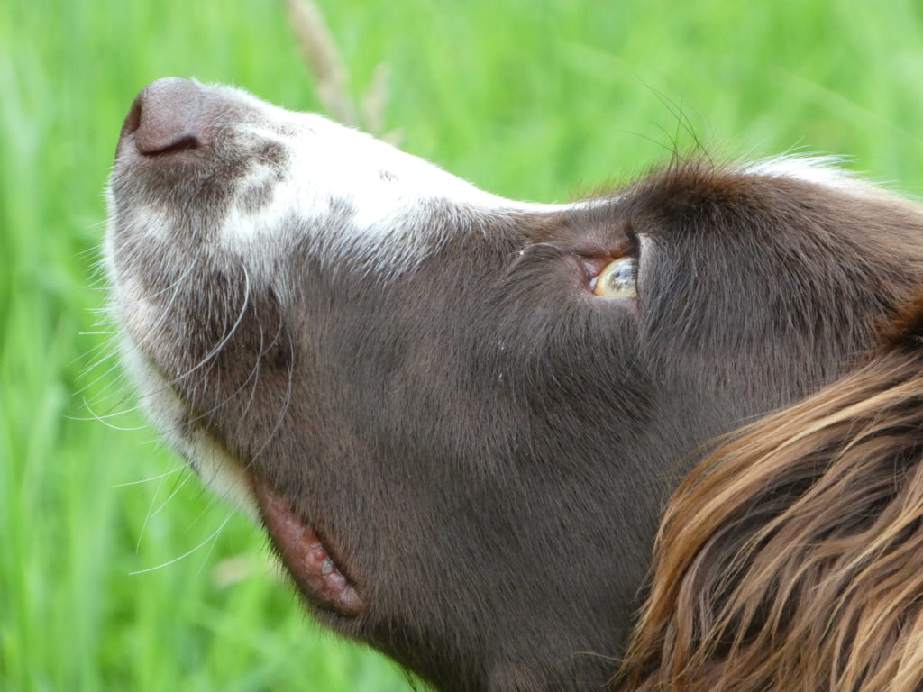 springer spaniel residential gundog training
