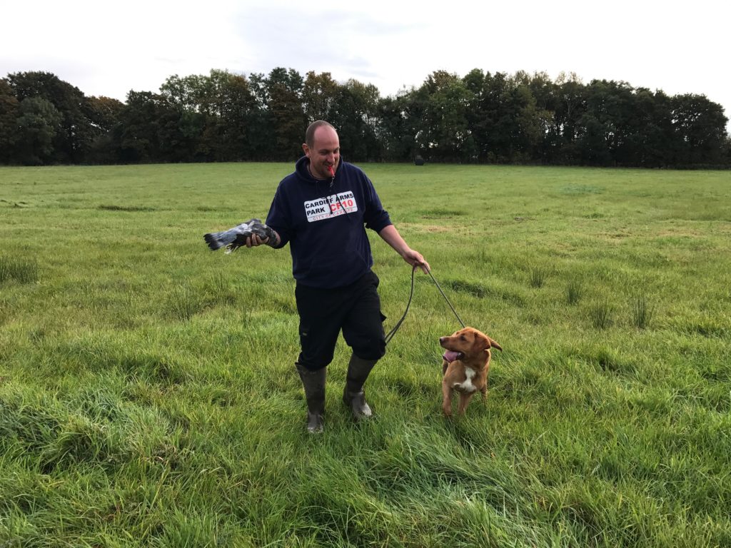 labrador gundog training shooting field