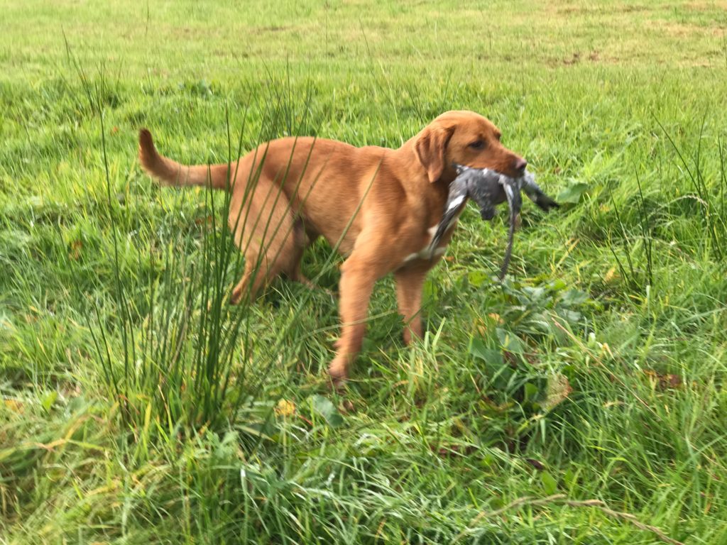 labrador gundog training shooting field