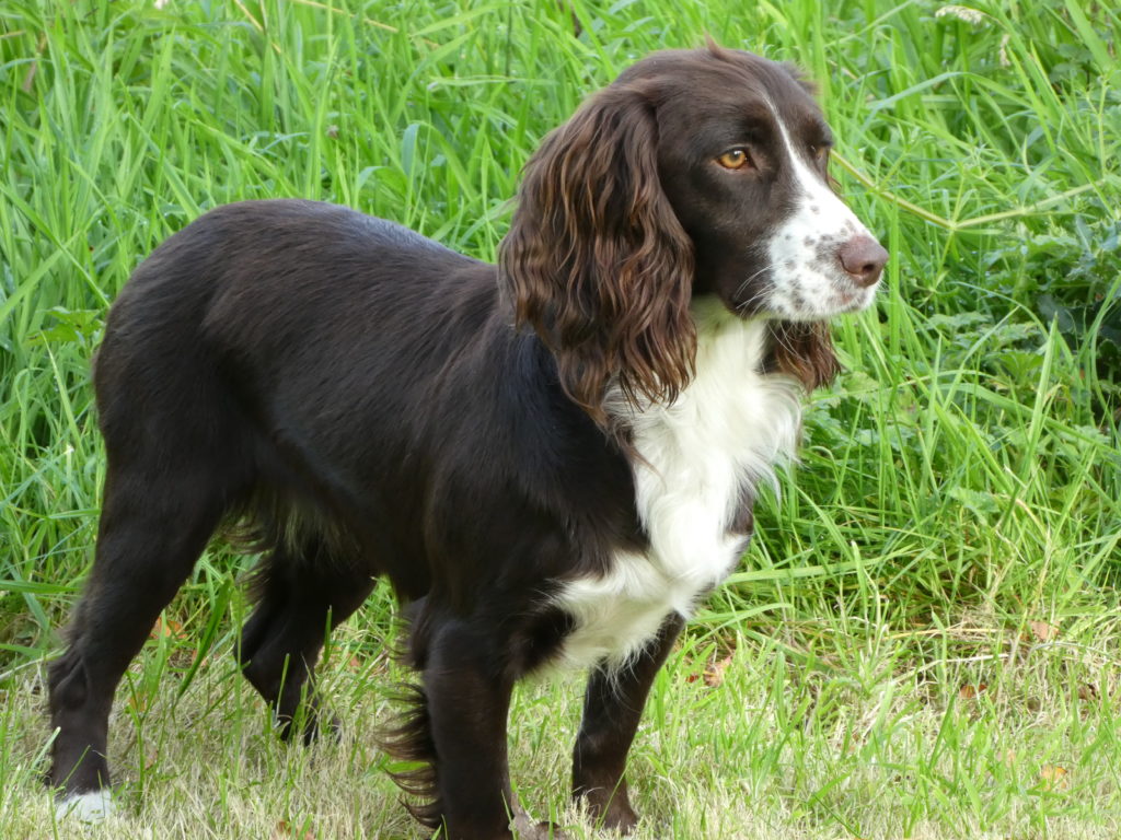 residential gundog training a cocker spaniel