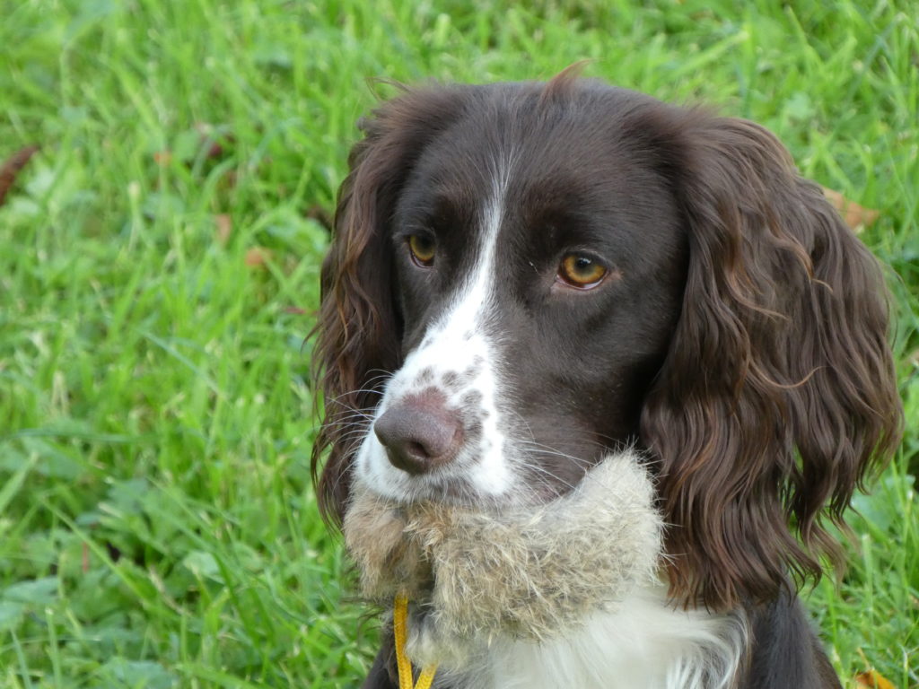 residential gundog training a cocker spaniel