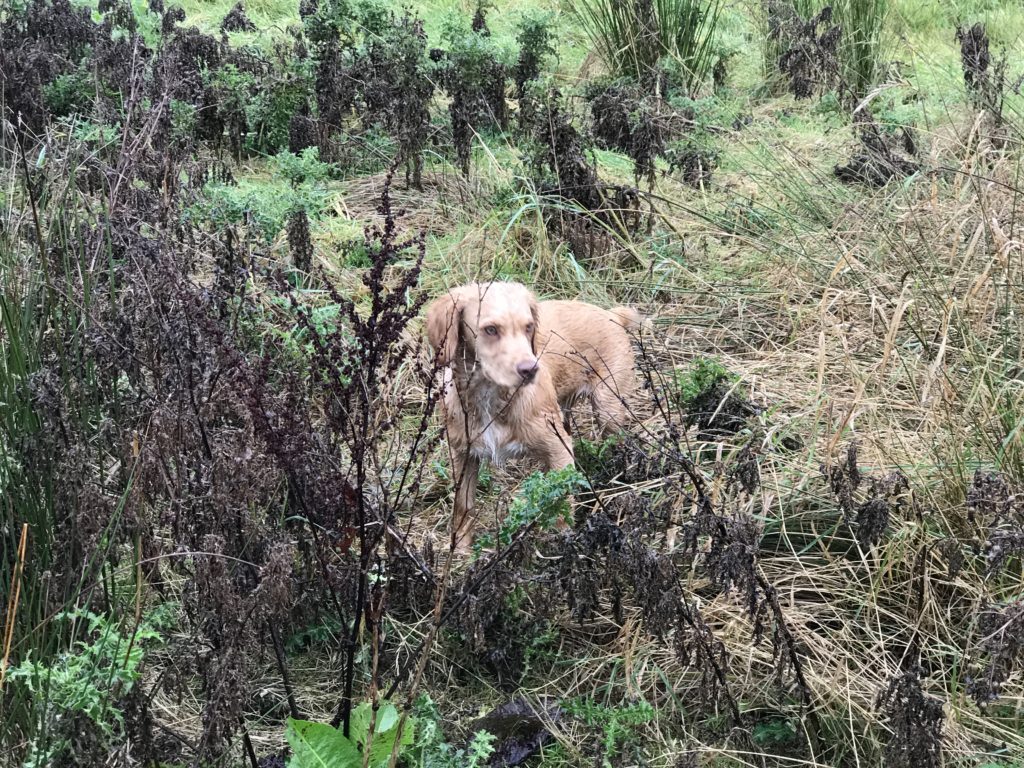 gundog training cocker spaniel tessleymoor