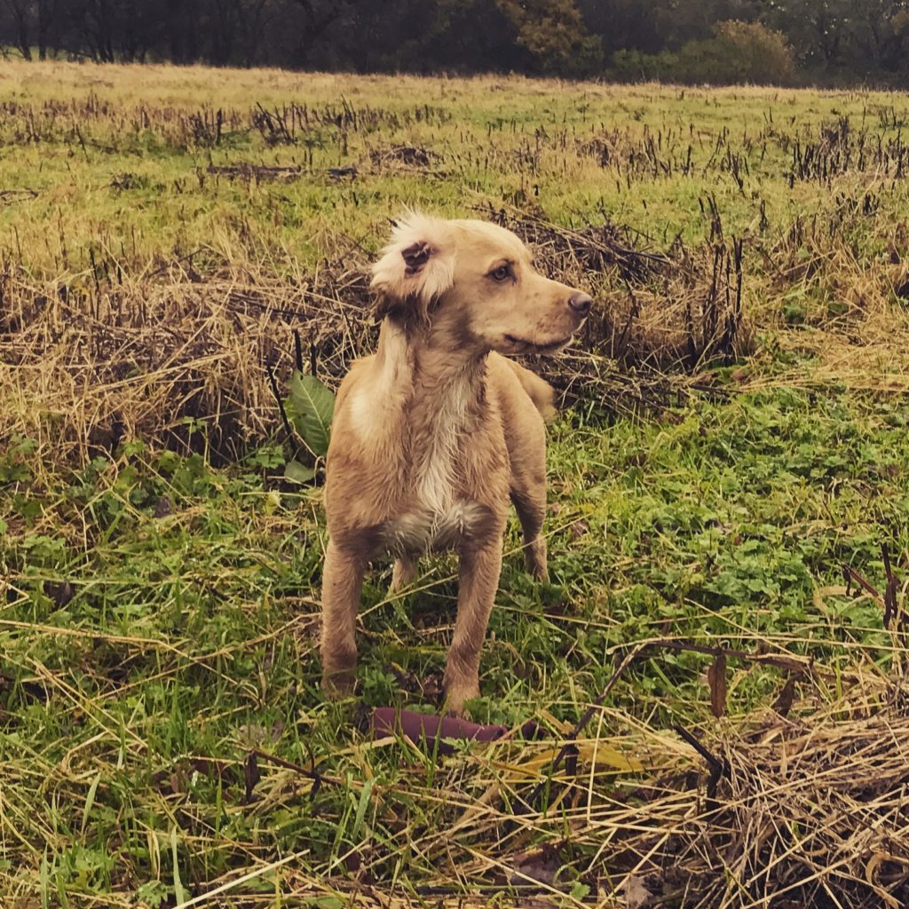 gundog training cocker spaniel tessleymoor