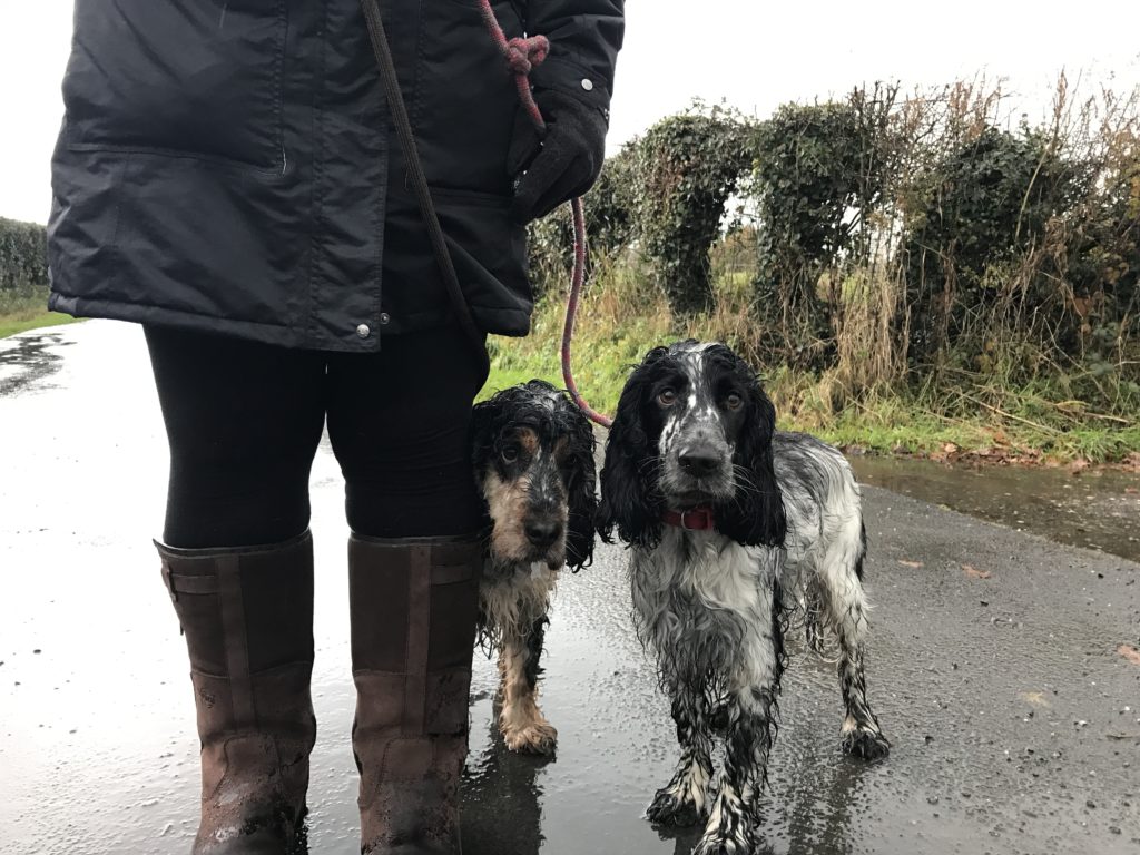 dog training cocker spaniels to walk to heel