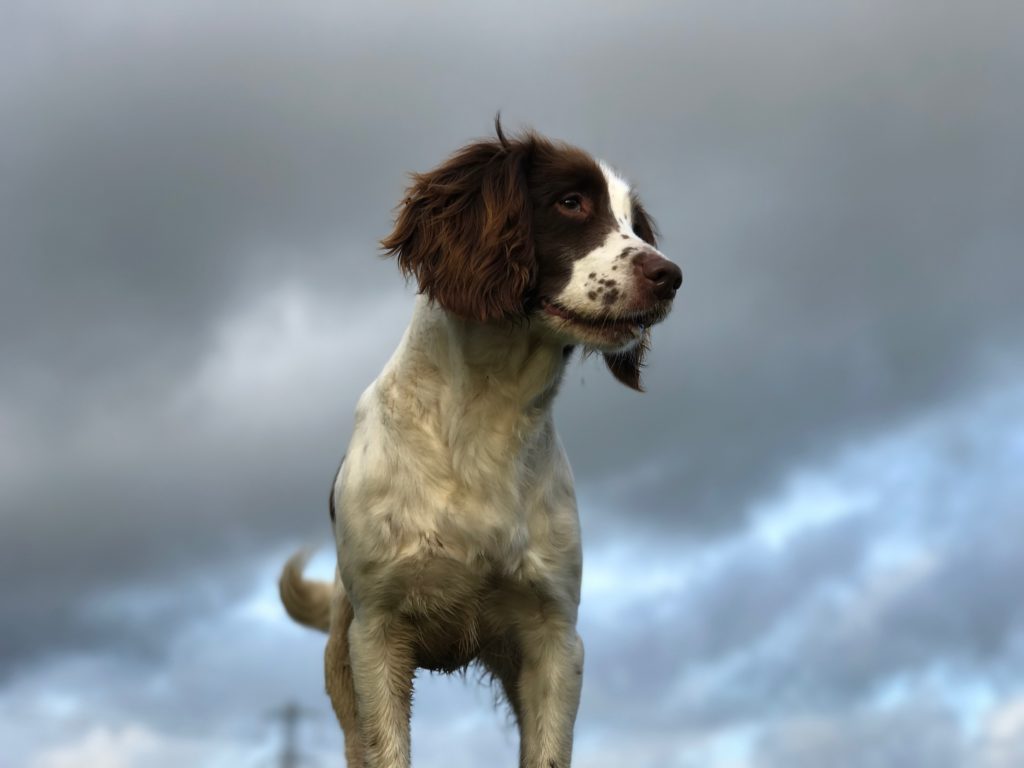 Gundog training springer Spaniel 