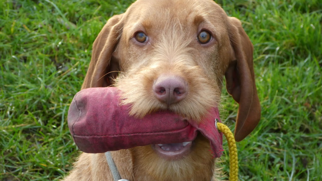 Residential Gundog training Wirehaired Hungarian Vizsla Preston Lancashire 