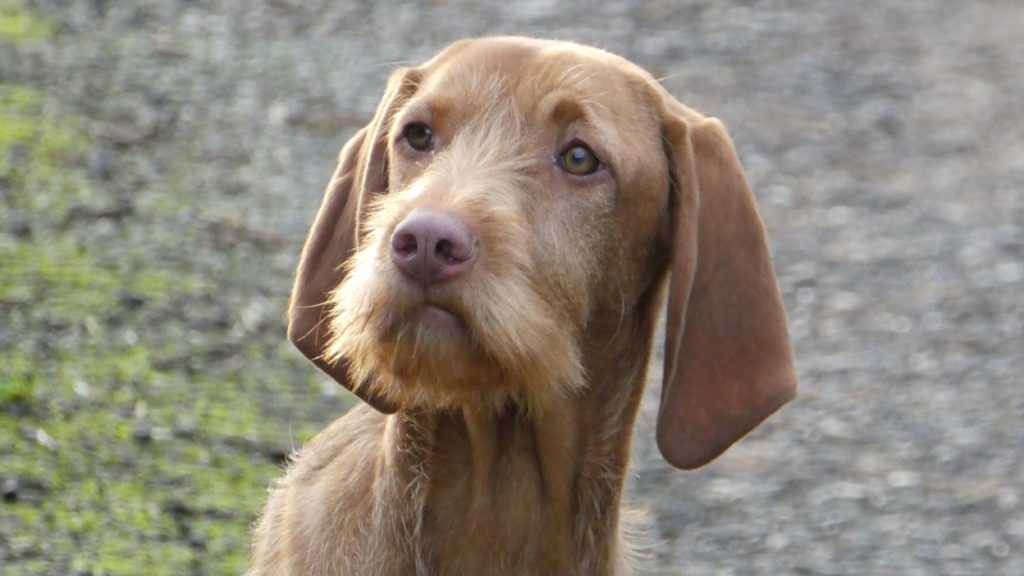 Residential training Gundog Wirehaired Hungarian Vizsla 