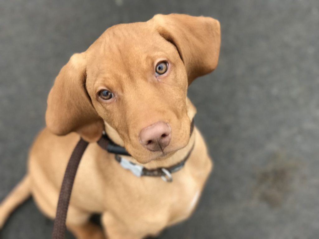 puppy gundog training preston lancashire