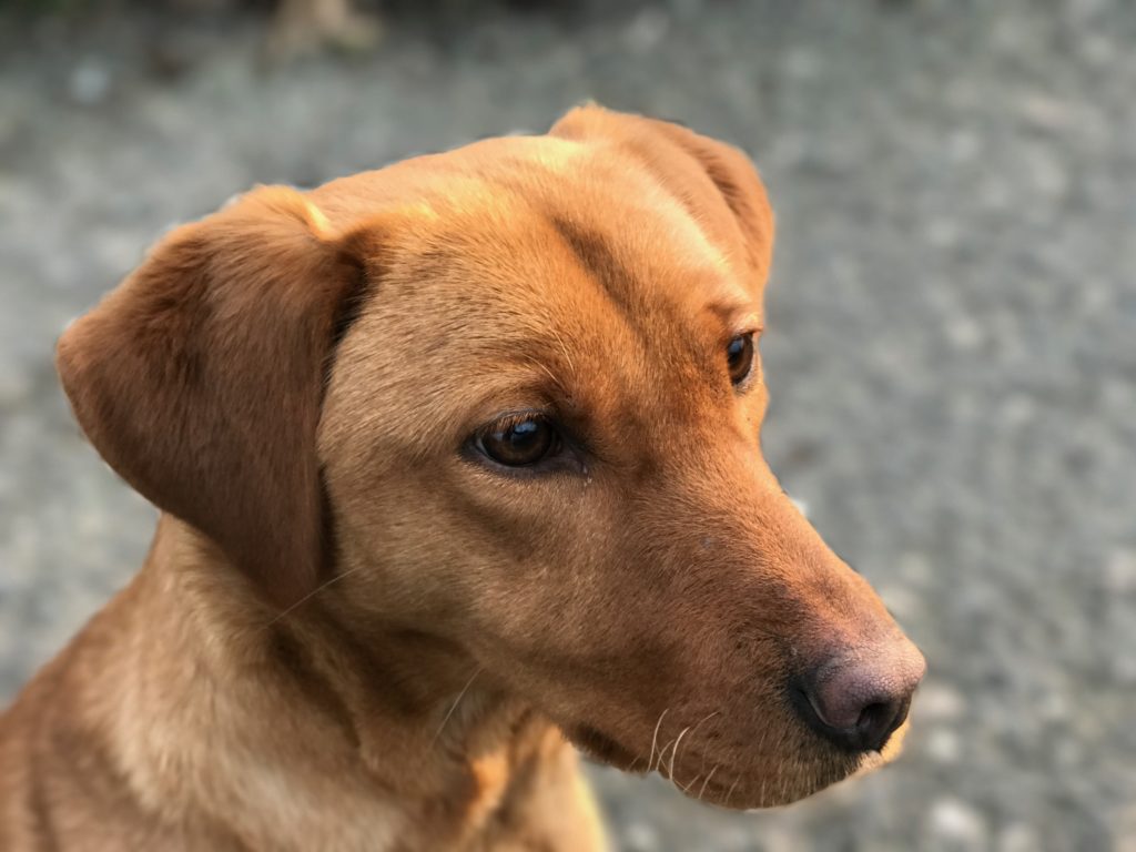 gundog training fox red labrador