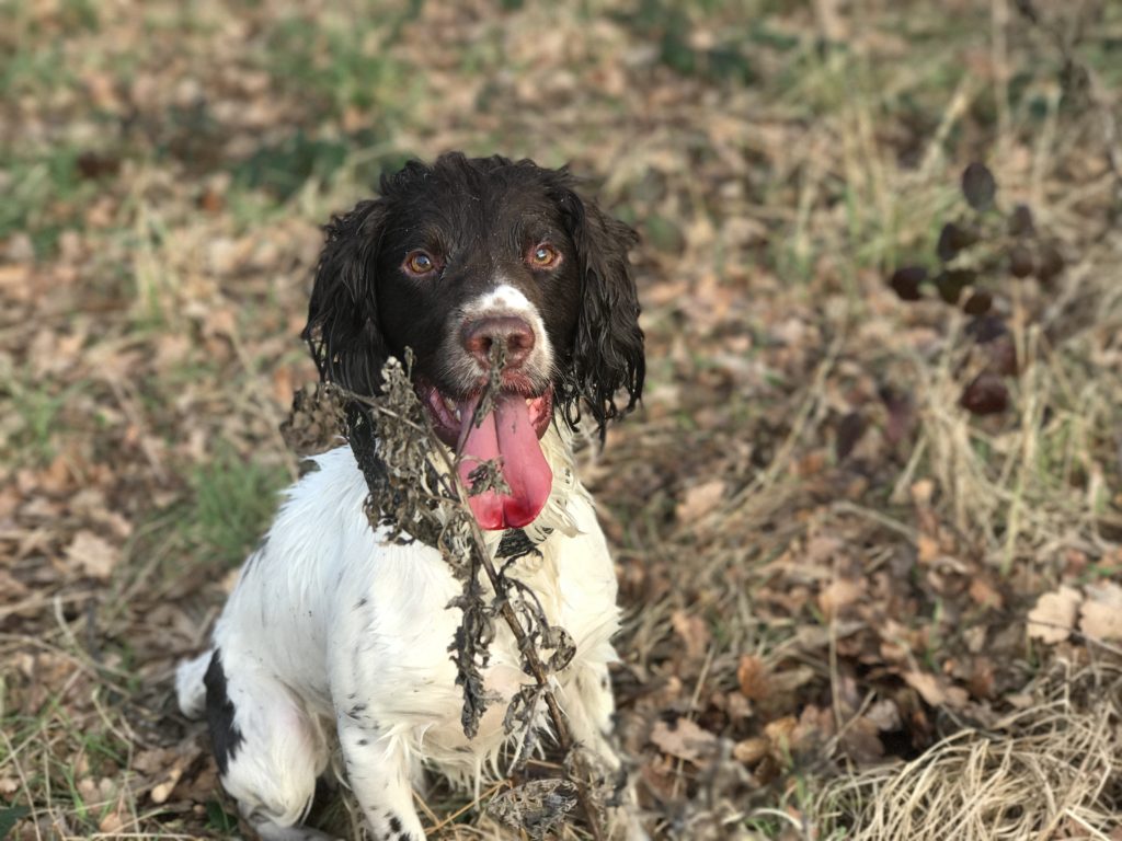 shooting hunting working springer spaniel