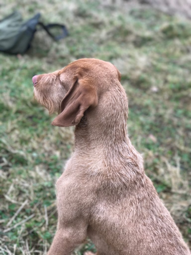 testimonial gundog training hungarian vizsla
