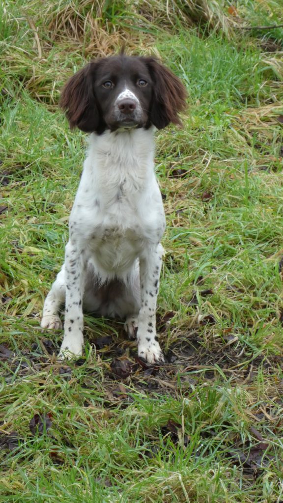 residential gundog training springer spaniel