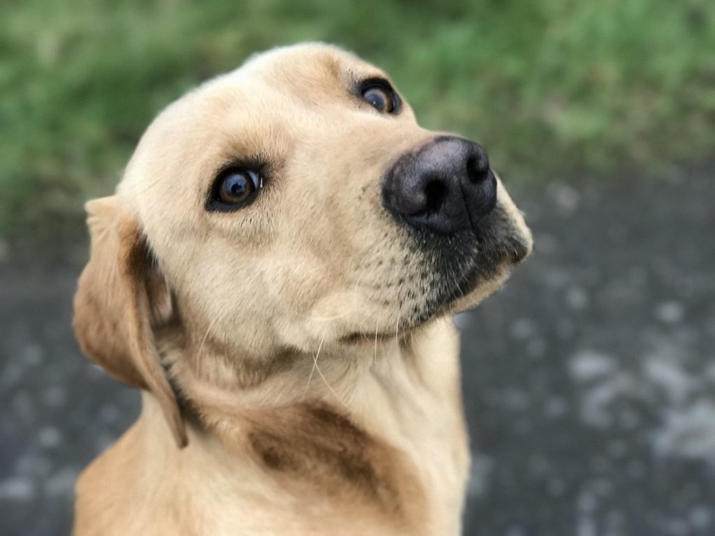 residential gundog training labrador 