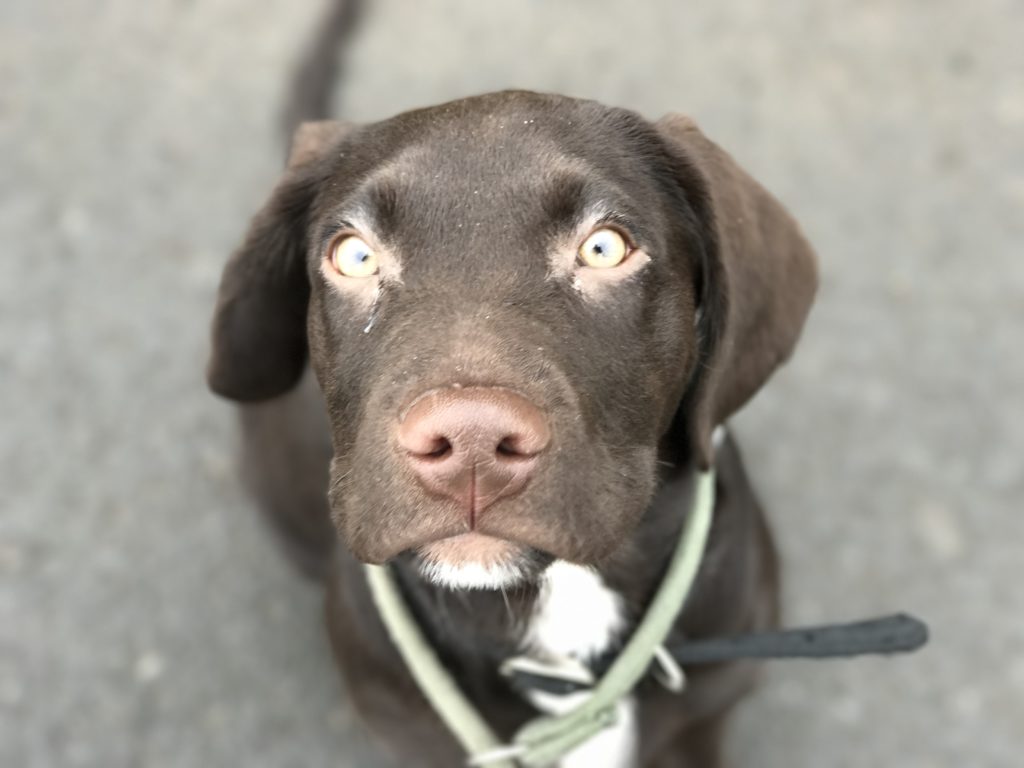 puppy springador gundog training
