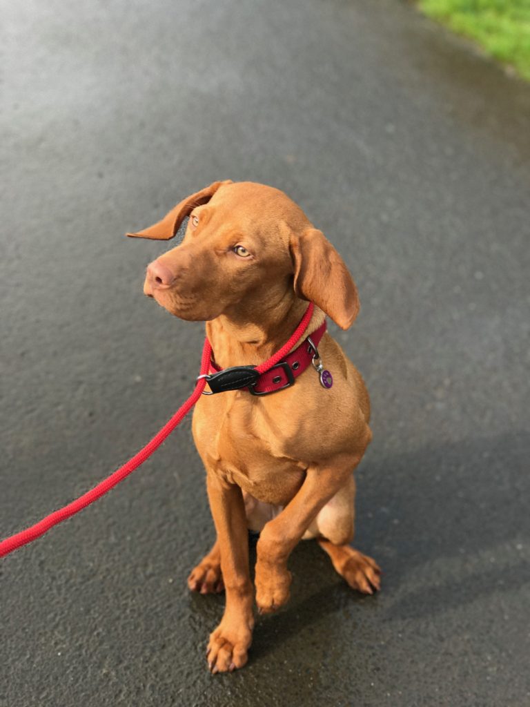 gundog training hungarian vizsla