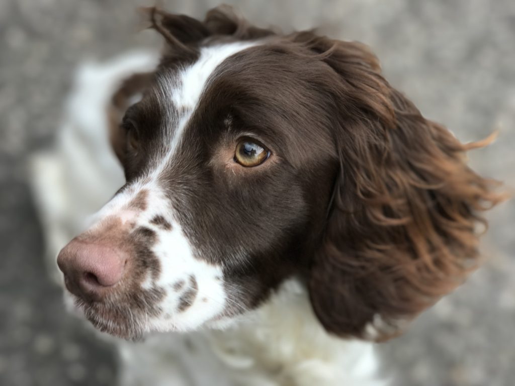 residential gudog training springer spaniel 