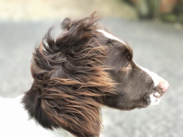gundog training poppy the springer spaniel