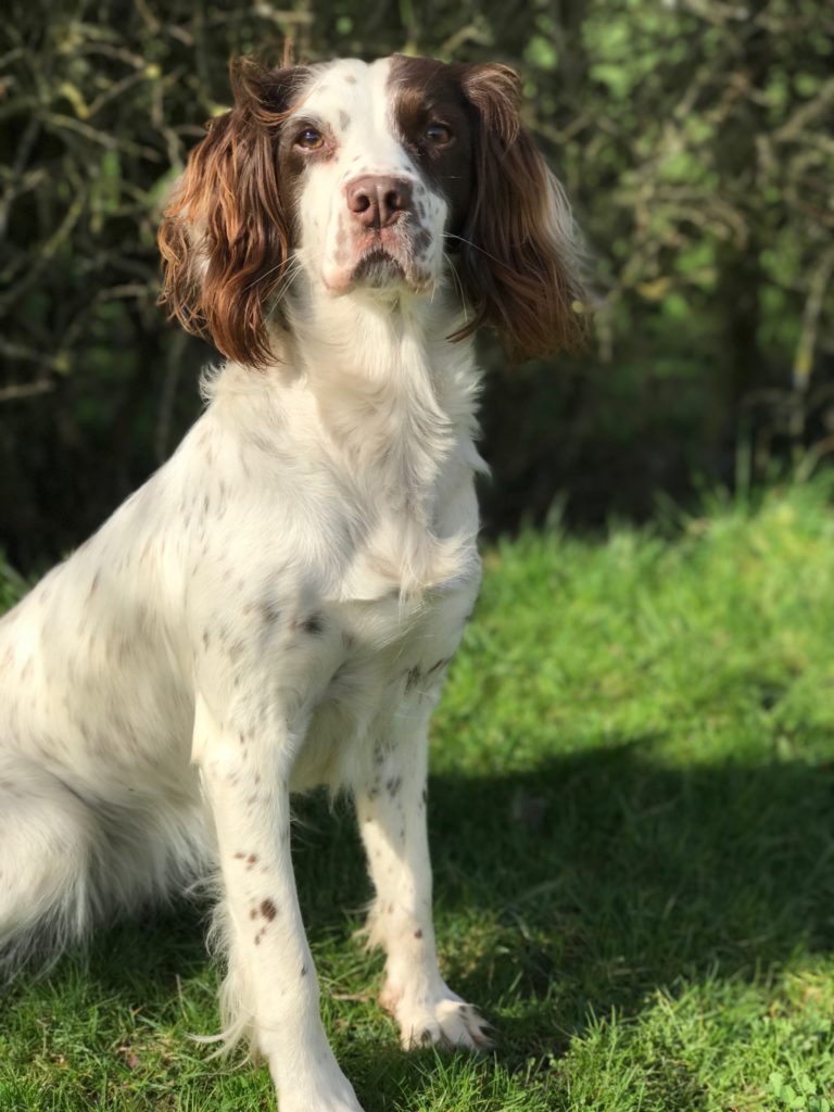 residential gundog training springer spaniel