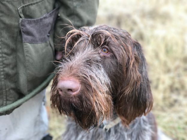 Gundog training Italian Spinone