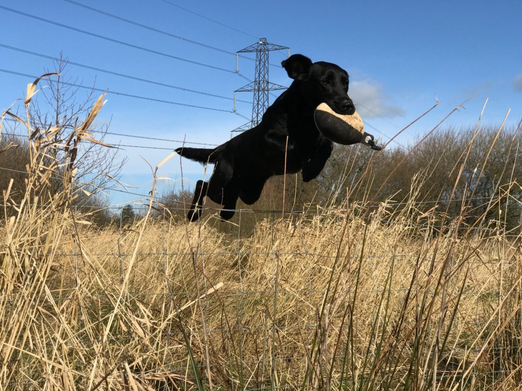 Gundog training a labrador to jump