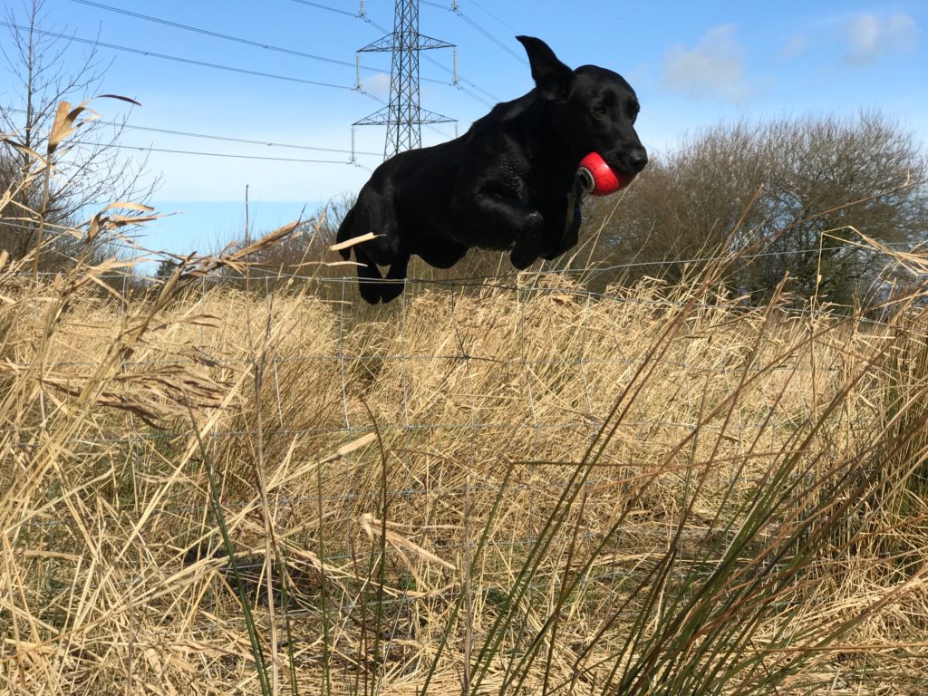 Labrador Gundog training tessleymoor